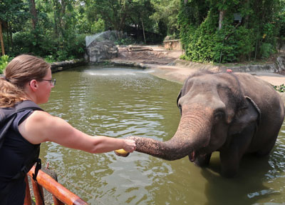 Olifanten voeren Singapore Zoo