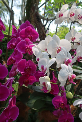 Orchid Garden Singapore