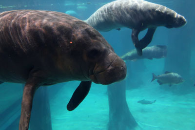 Zeekoe Singapore Zoo