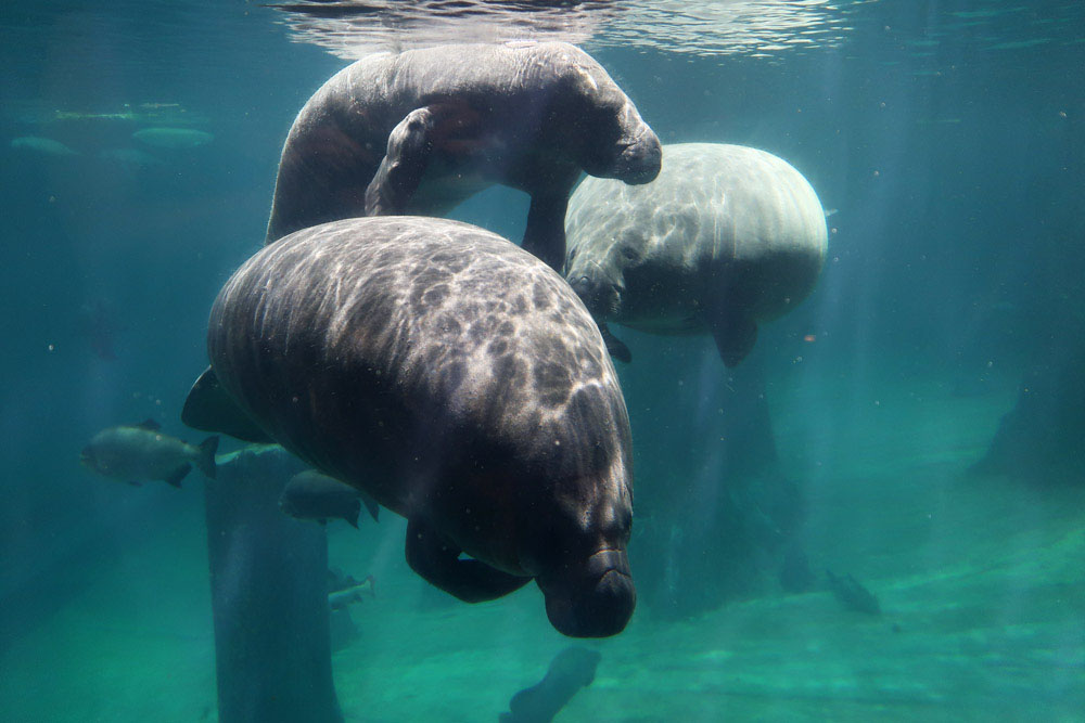 Bezoek aan Singapore Zoo