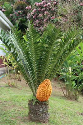 Jardin de Balata Martinique