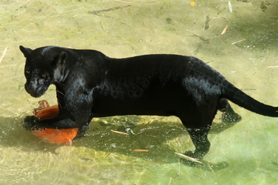 Martinique dierentuin en strand