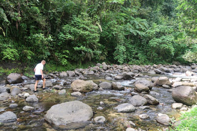 Jungle Martinique