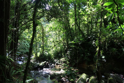 Jungle Martinique