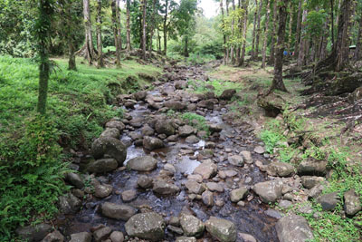 Jungle Martinique