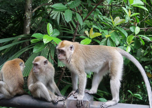 Singapore Zoo