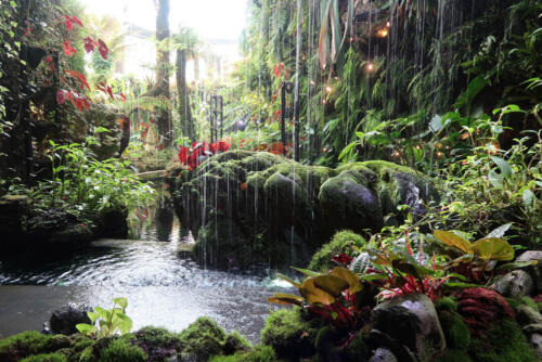 jungle-tuin