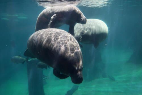 Singapore Zoo